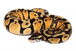 Python regius, pastel, mâle adulte